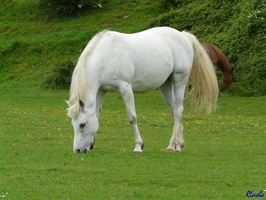 20090509 011 LaPerriere FR61 Cheval