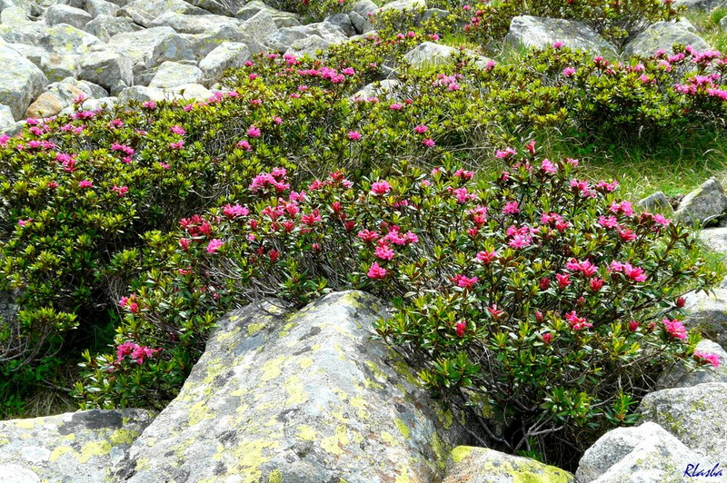 20110627-009-Neouvielle-Rhododendrons.JPG