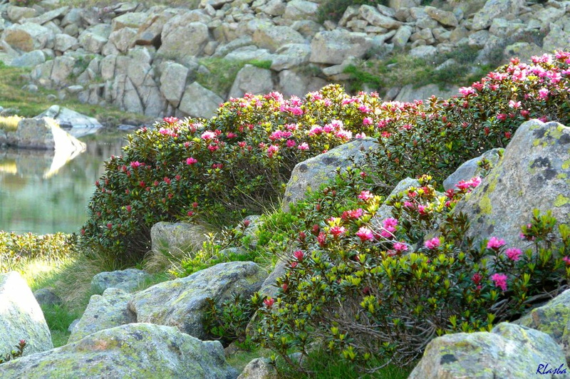 20110628-003-Neouvielle-Rhododendrons.JPG