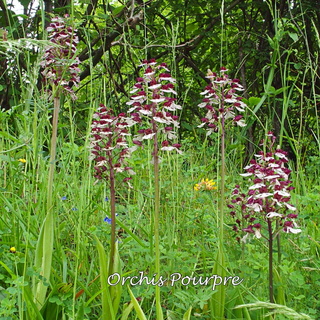 3/06 - Orchidées sauvages d'Eure et Loir