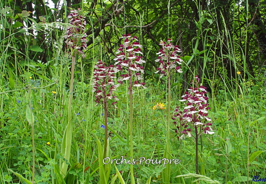 3/06 - Orchidées sauvages d'Eure et Loir