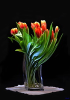 Tulipes (1)