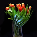 Tulipes (1).jpg