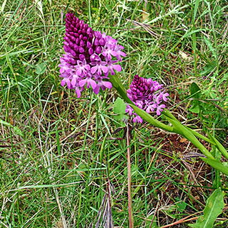 25/05 au 1/06 - Rando dans la Vallée de l'Hérault (34)