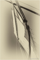 2025-06-14 - Granville - Chausey (15)