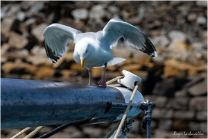 2025-06-14 - Granville - Chausey (25)