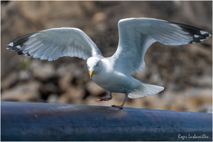 2025-06-14 - Granville - Chausey (26)