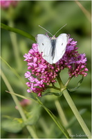 2025-06-14 - Granville - Chausey (32)