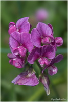 2025-06-14 - Granville - Chausey (35)