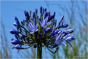 2025-06-14 - Granville - Chausey (36)