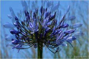 2025-06-14 - Granville - Chausey (37)