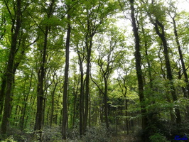 20090509 005 LaPerriere FR61 Foret