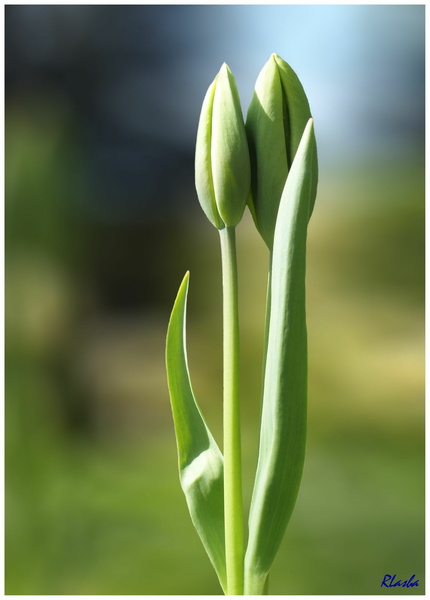 tulipe 01.jpg