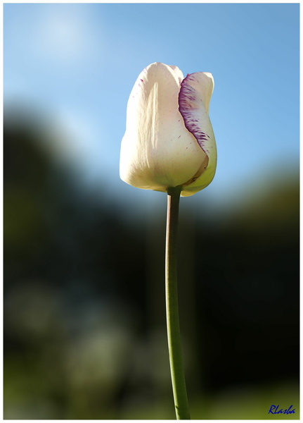 tulipe 02.jpg